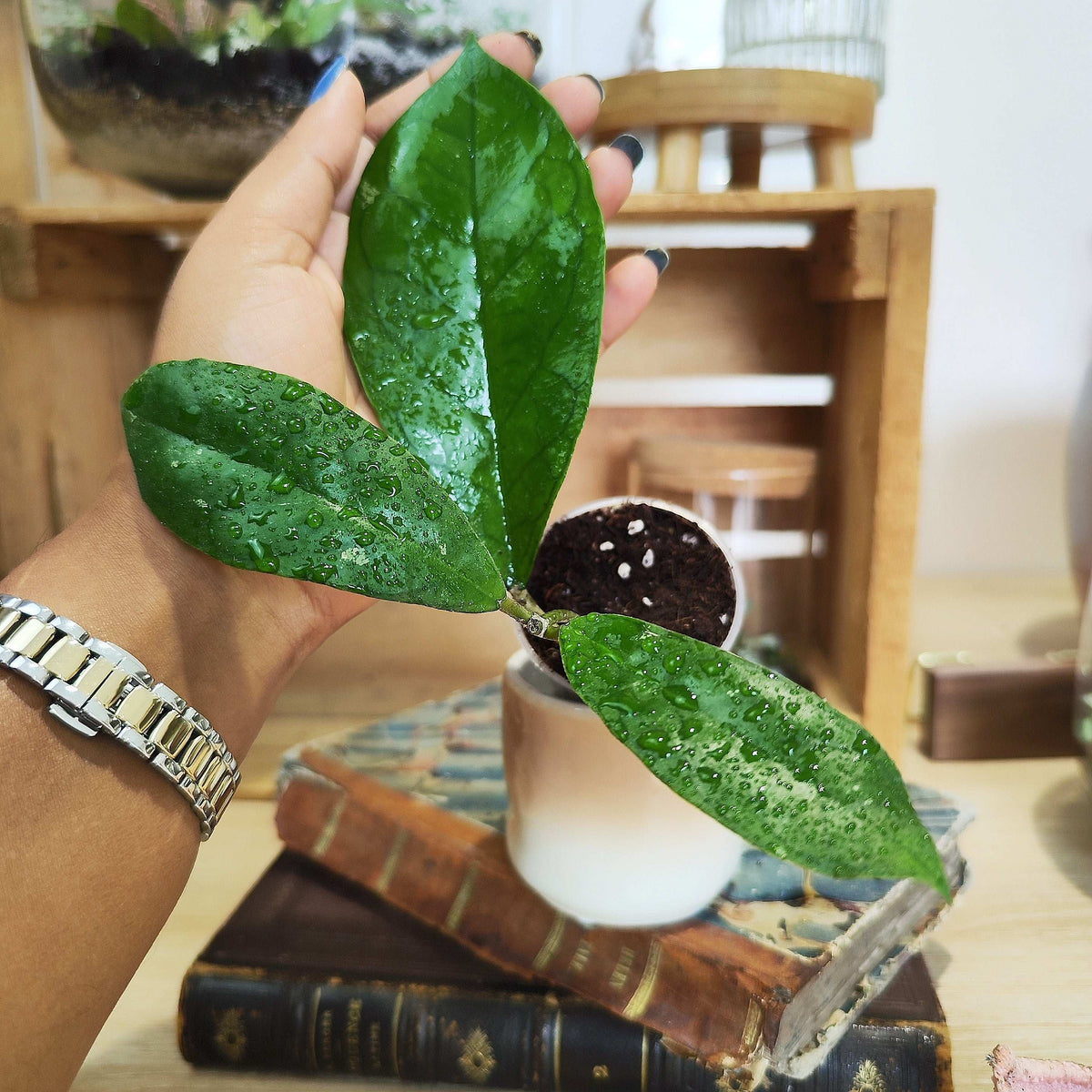 Hoya Finlaysonii 'Orabella'