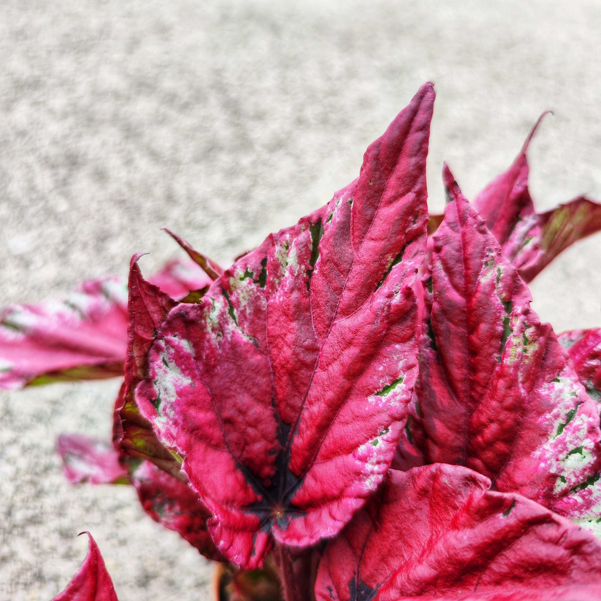 Begonia rex ‘Maui Sunset’