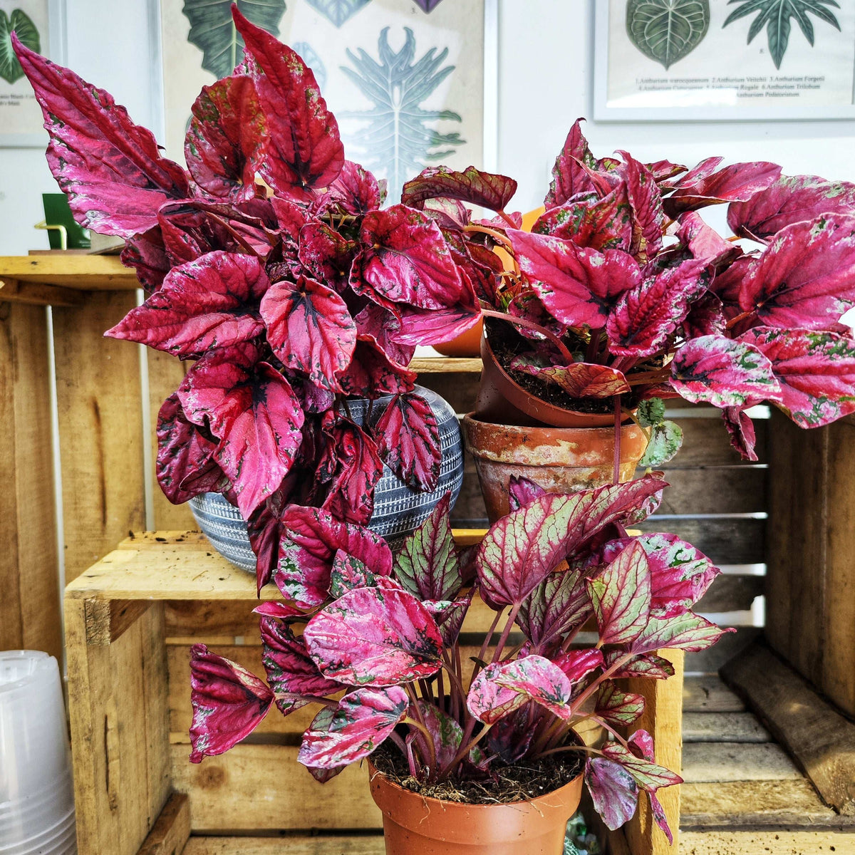 Begonia rex ‘Maui Sunset’