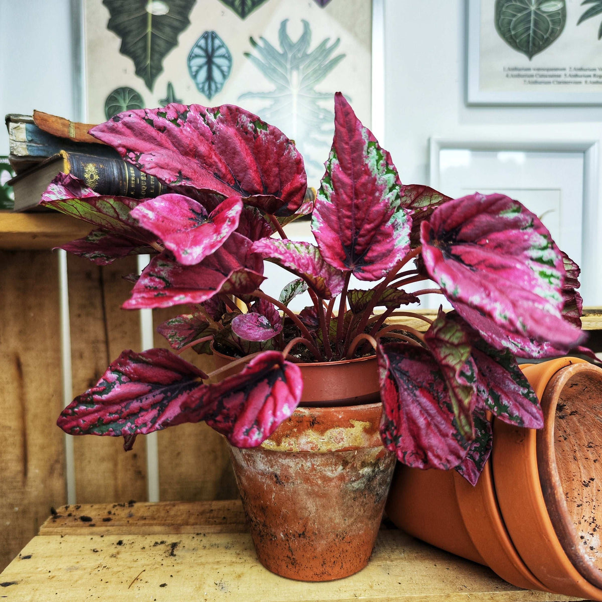 Begonia rex ‘Maui Sunset’