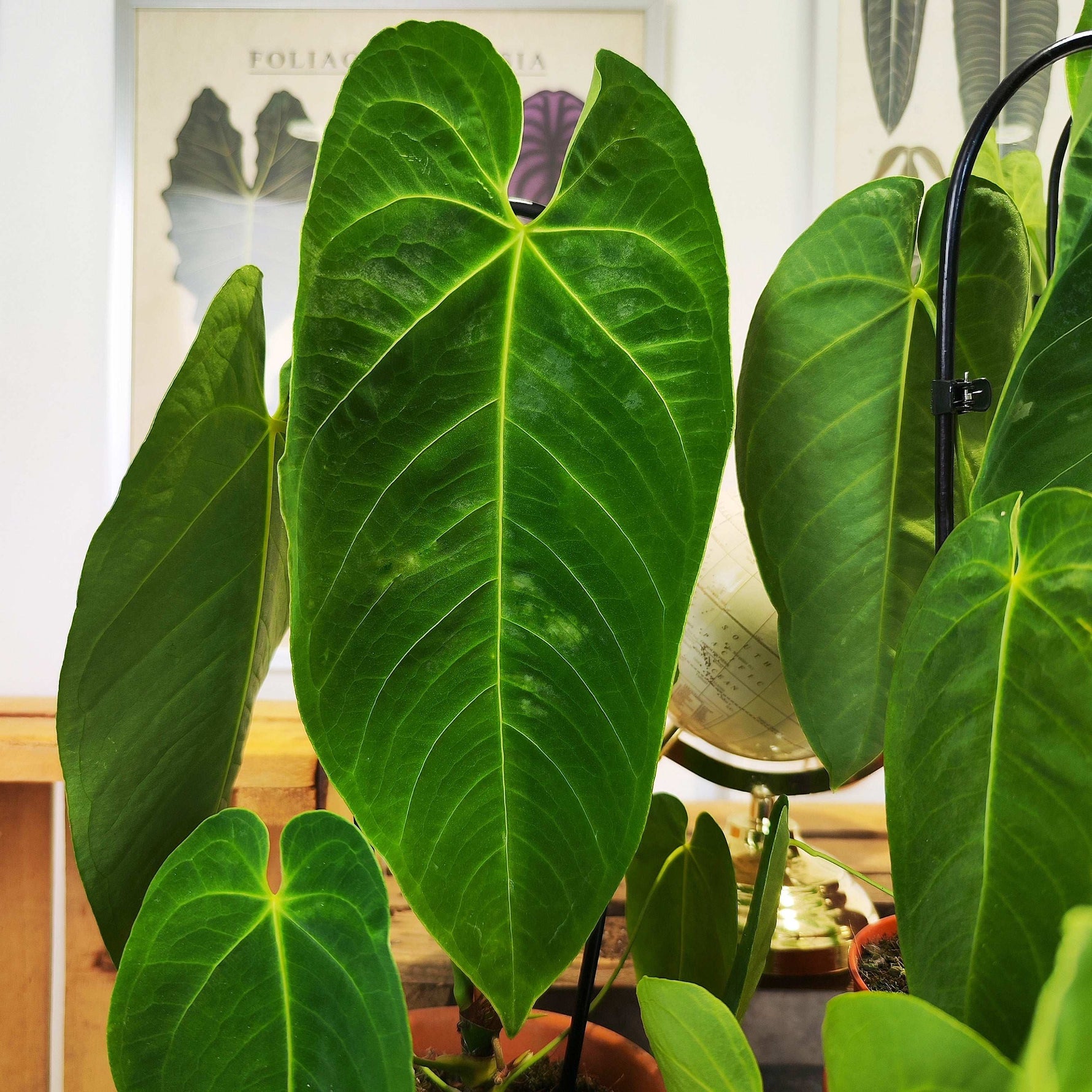 anthurium calense Anthurium Queremalense – Rare indoor tropical plant – Monjungle