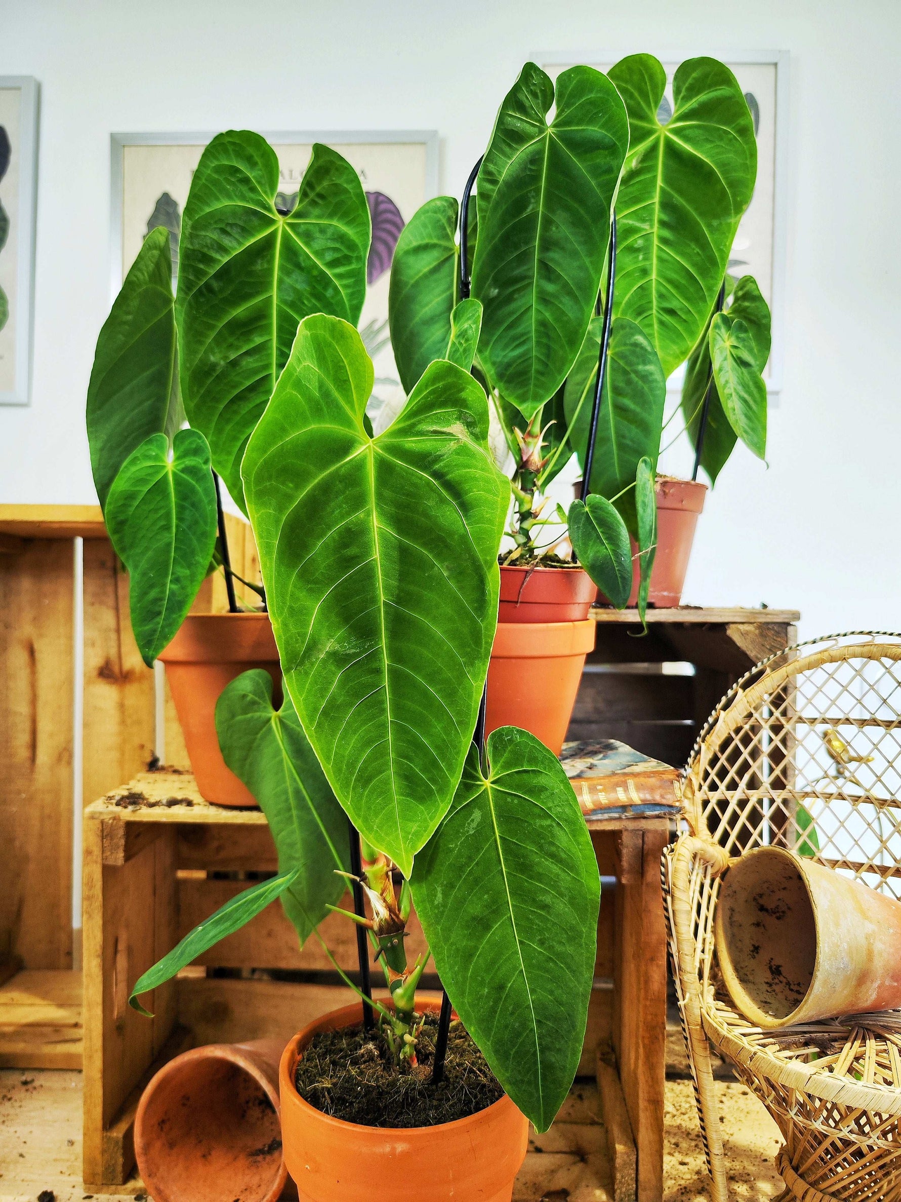 anthurium queremalense for sale Anthurium Queremalense – Rare indoor tropical plant – Monjungle