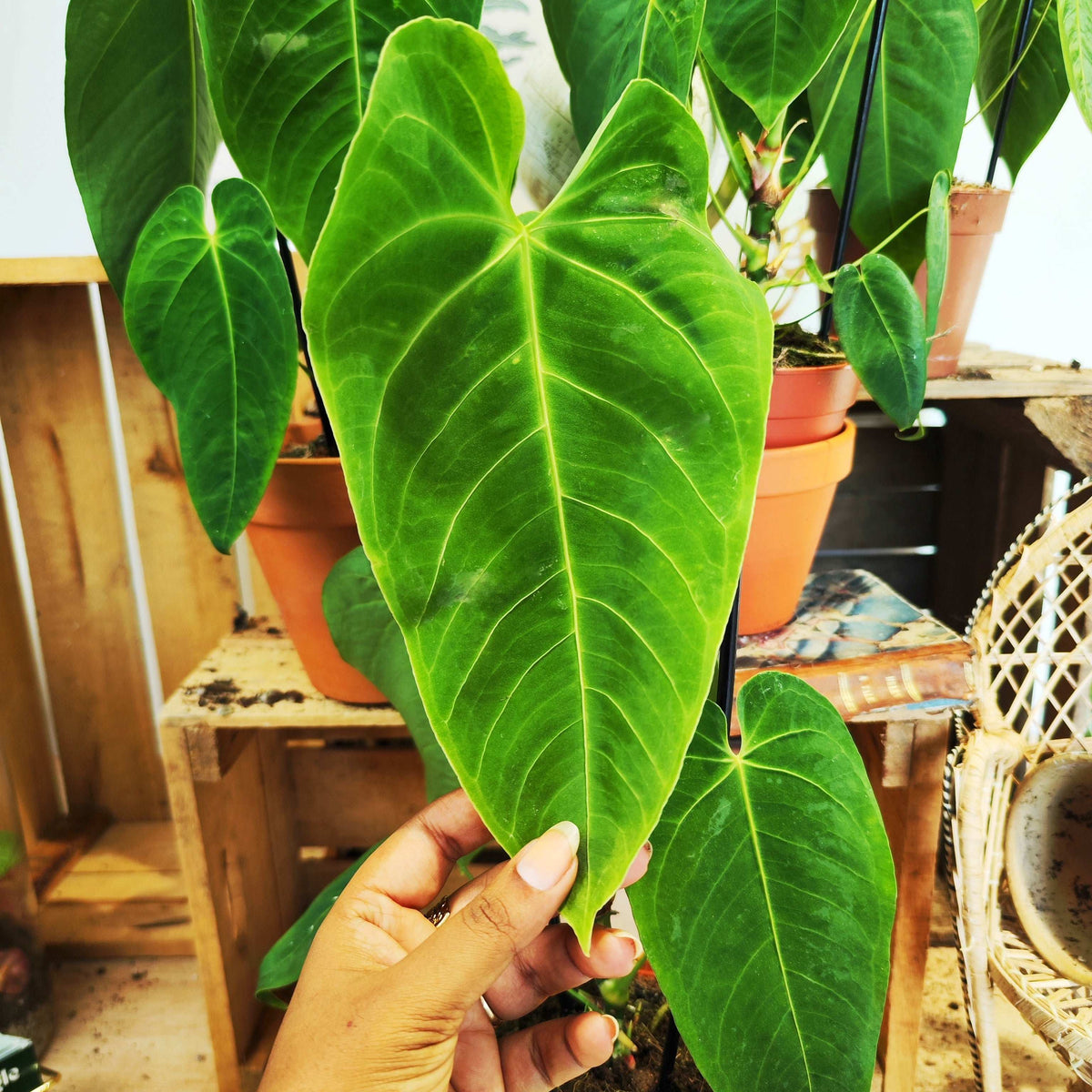 Anthurium Queremalense