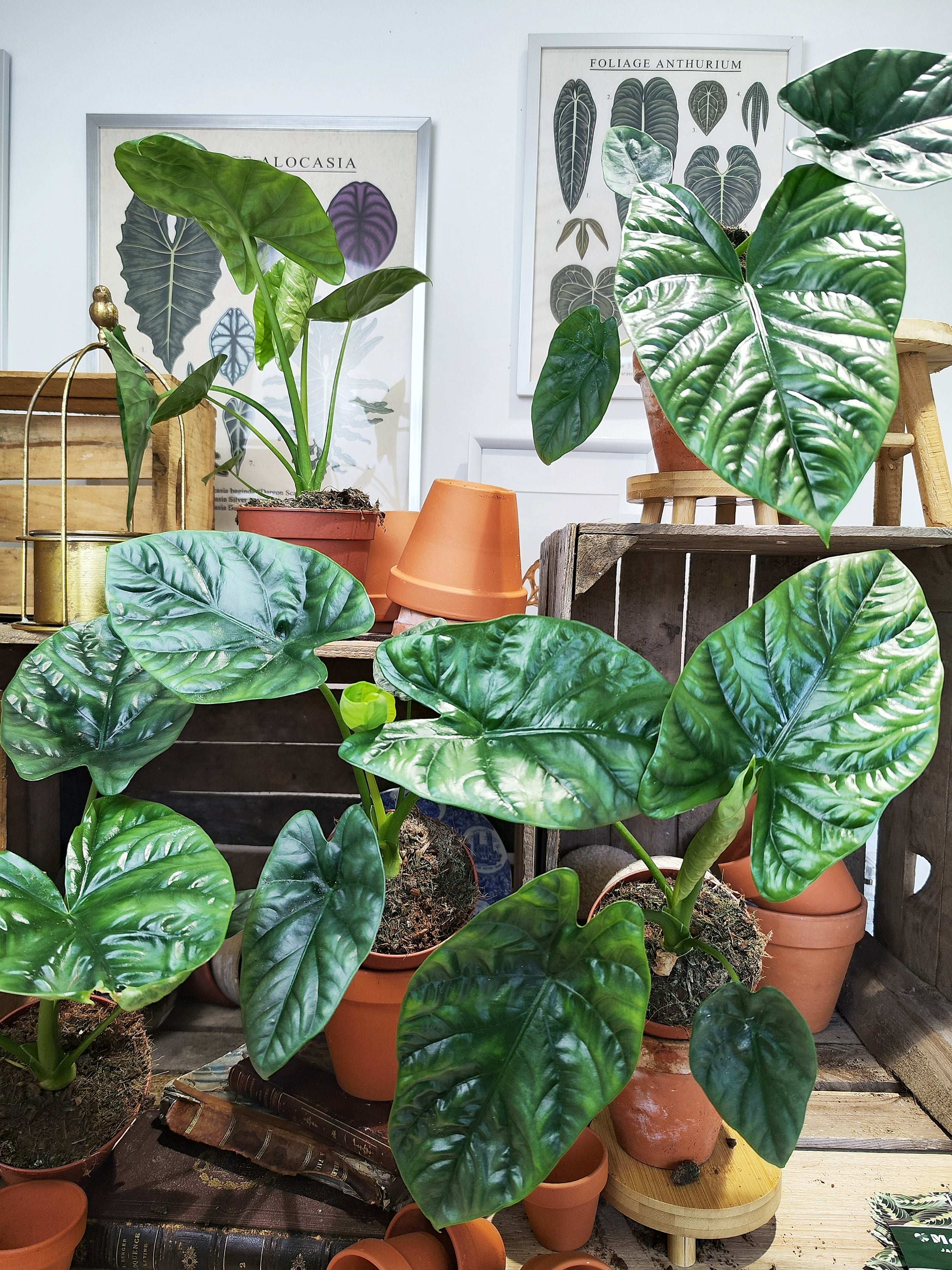Alocasia Lukiwan