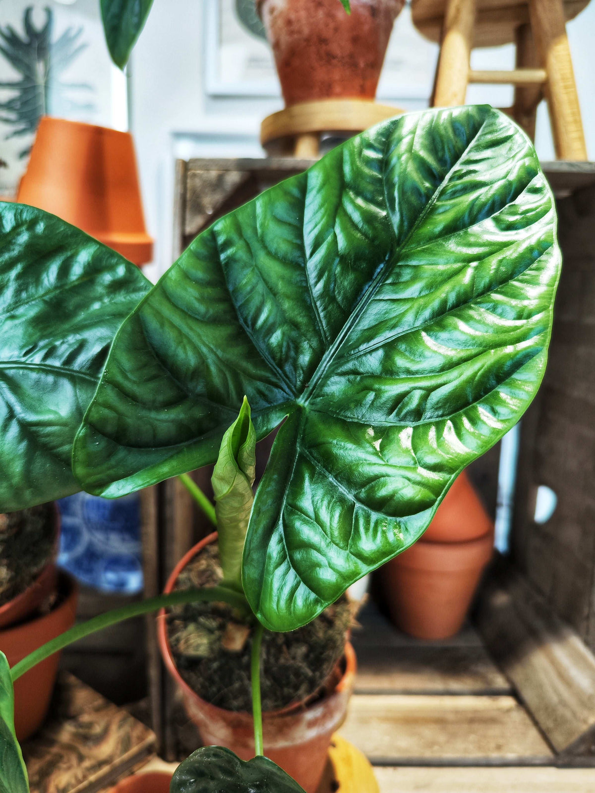Alocasia Lukiwan