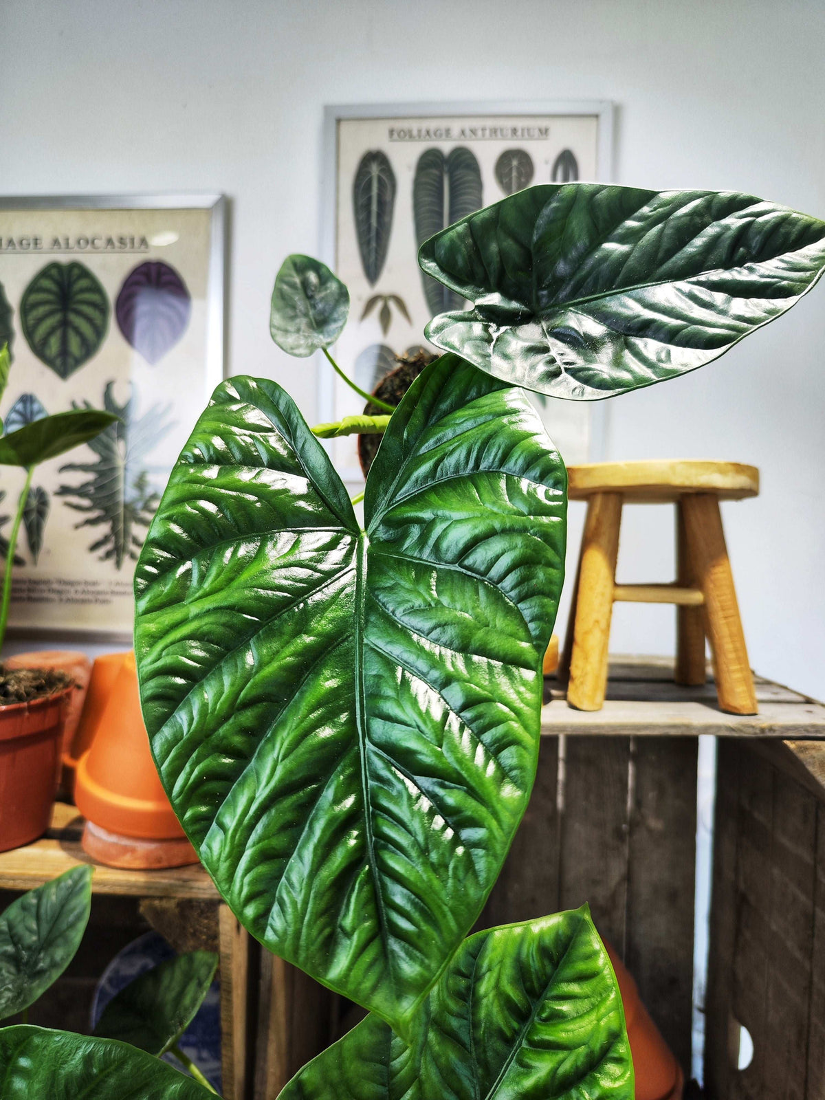 Alocasia Lukiwan