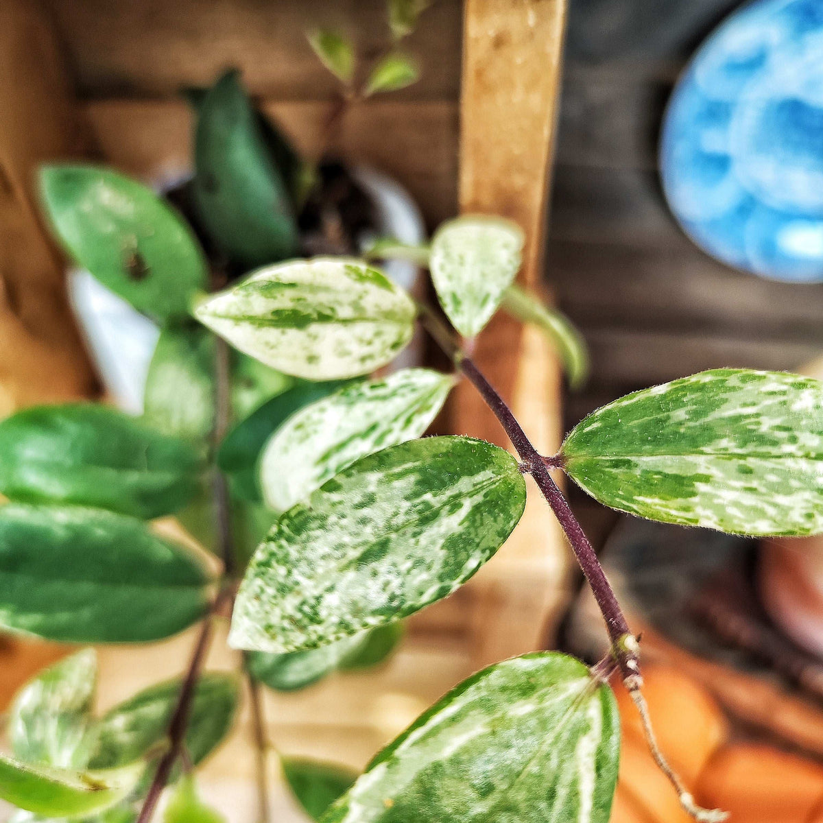 Aeschynanthus Lobbianus Variegata