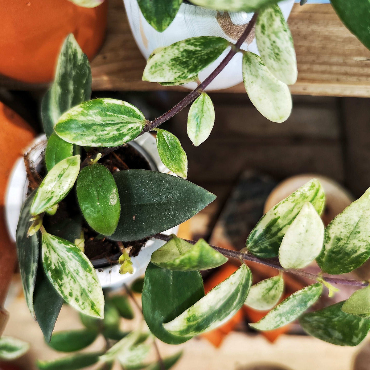 Aeschynanthus Lobbianus Variegata