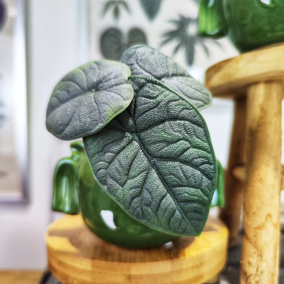 Alocasia Melo Dark (S)