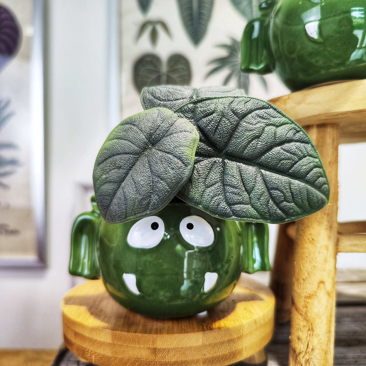 Alocasia Melo Dark (S)