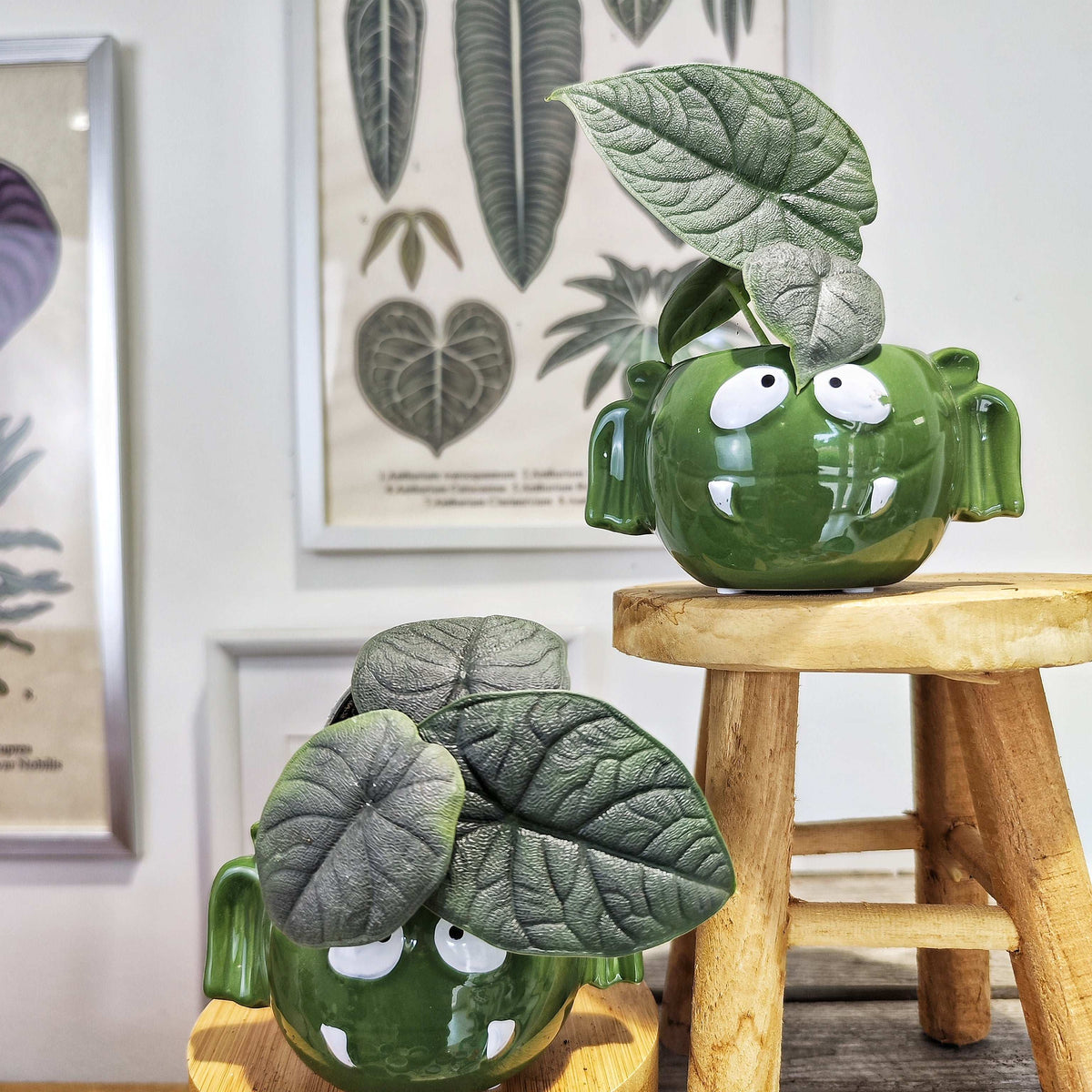 Alocasia Melo Dark (S)