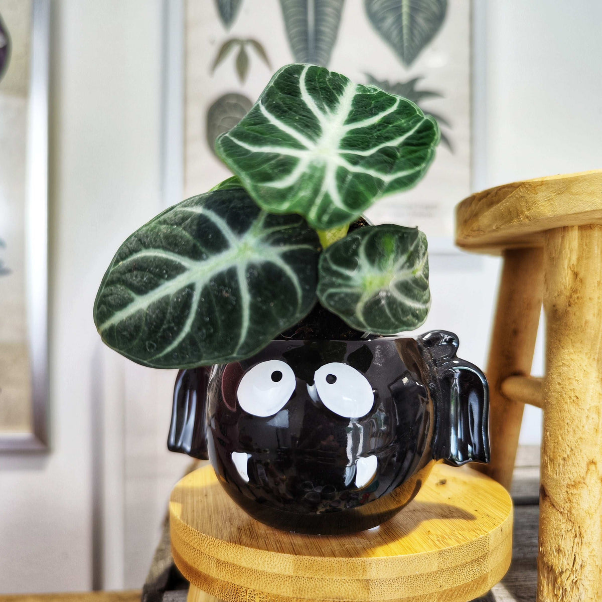 Alocasia Reginula 'Ninja' (S) – Mini Alocasia noir & compact