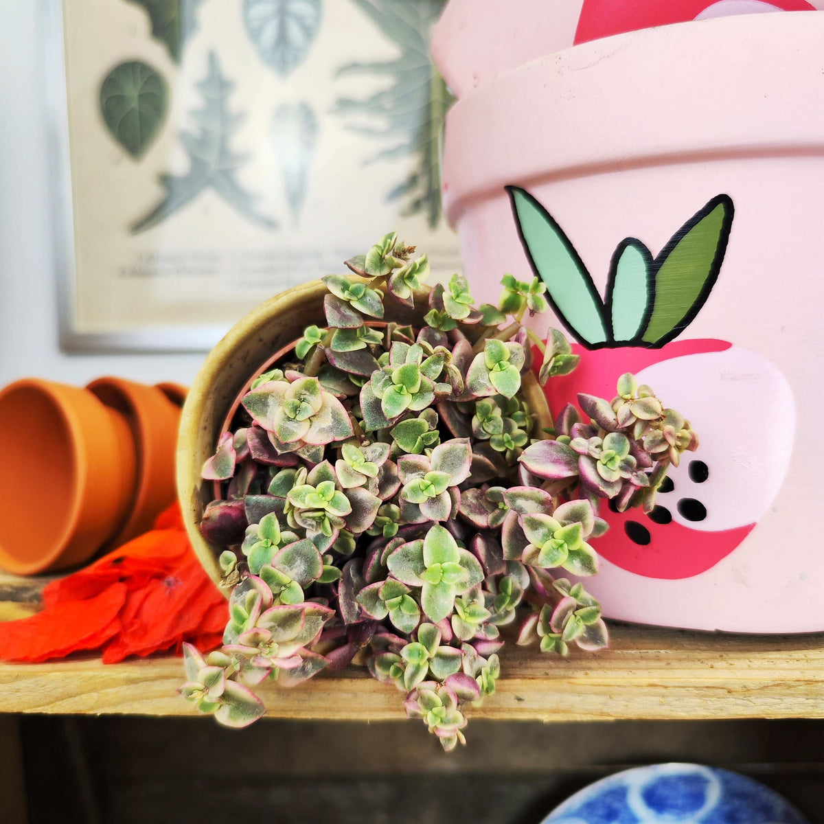 Crassula Marginalis