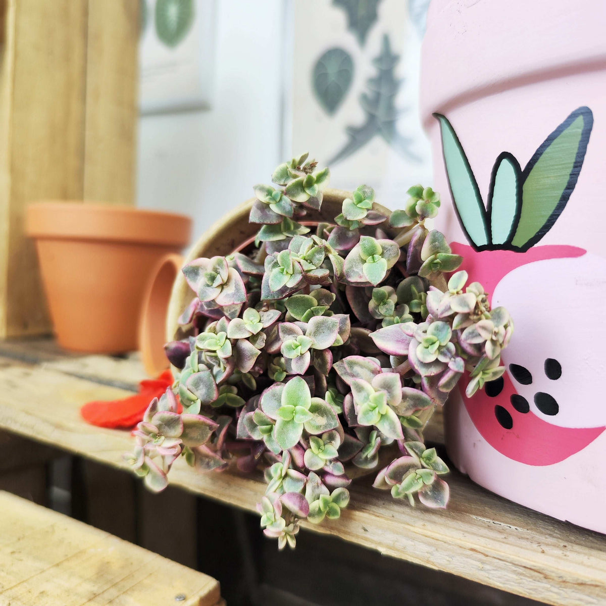 Crassula Marginalis