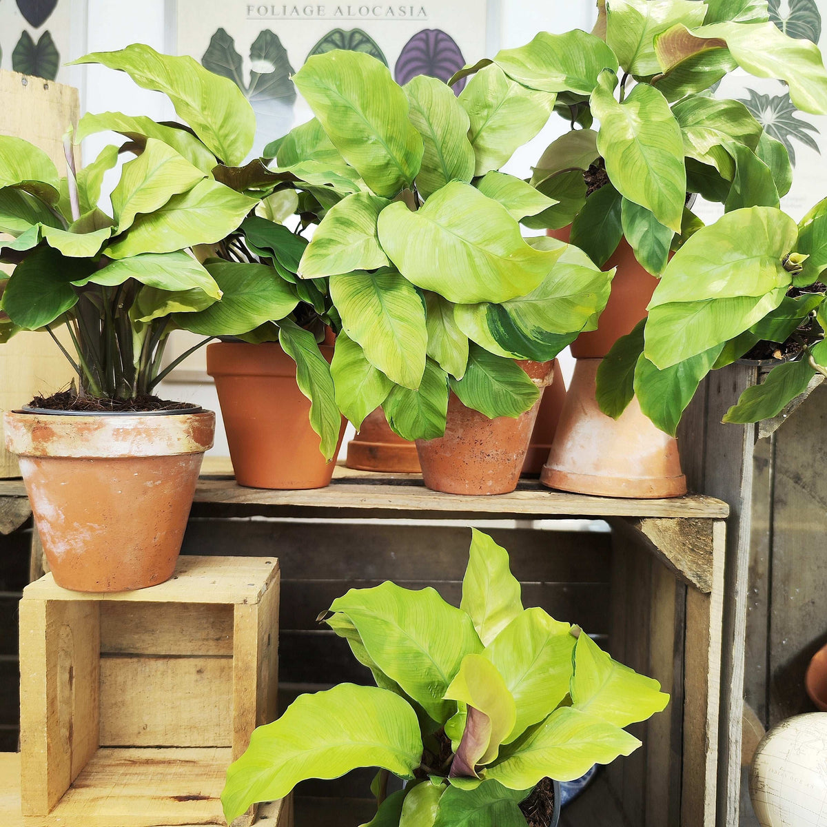 Calathea Lemon