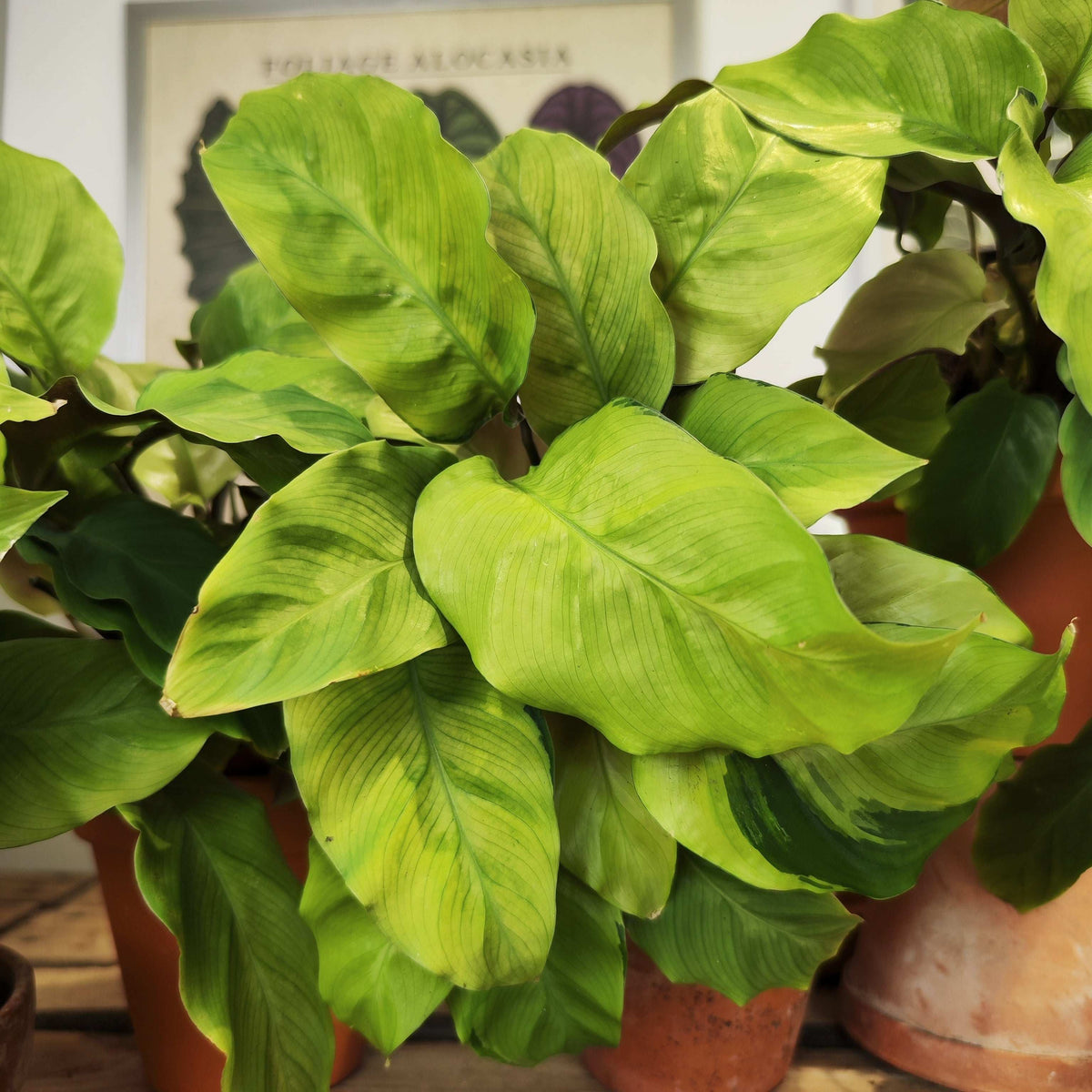 Calathea Lemon