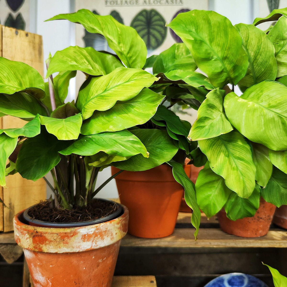 Calathea Lemon