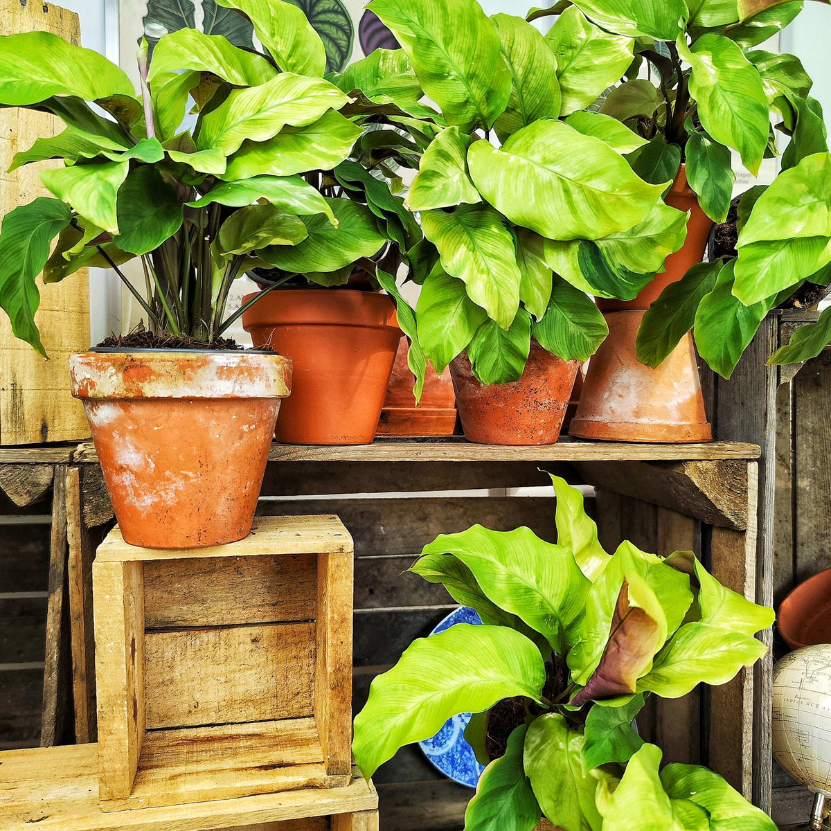 Calathea Lemon