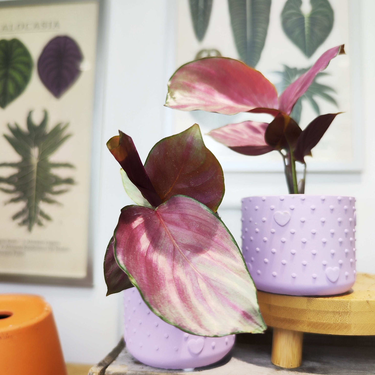 Calathea Silver Plate