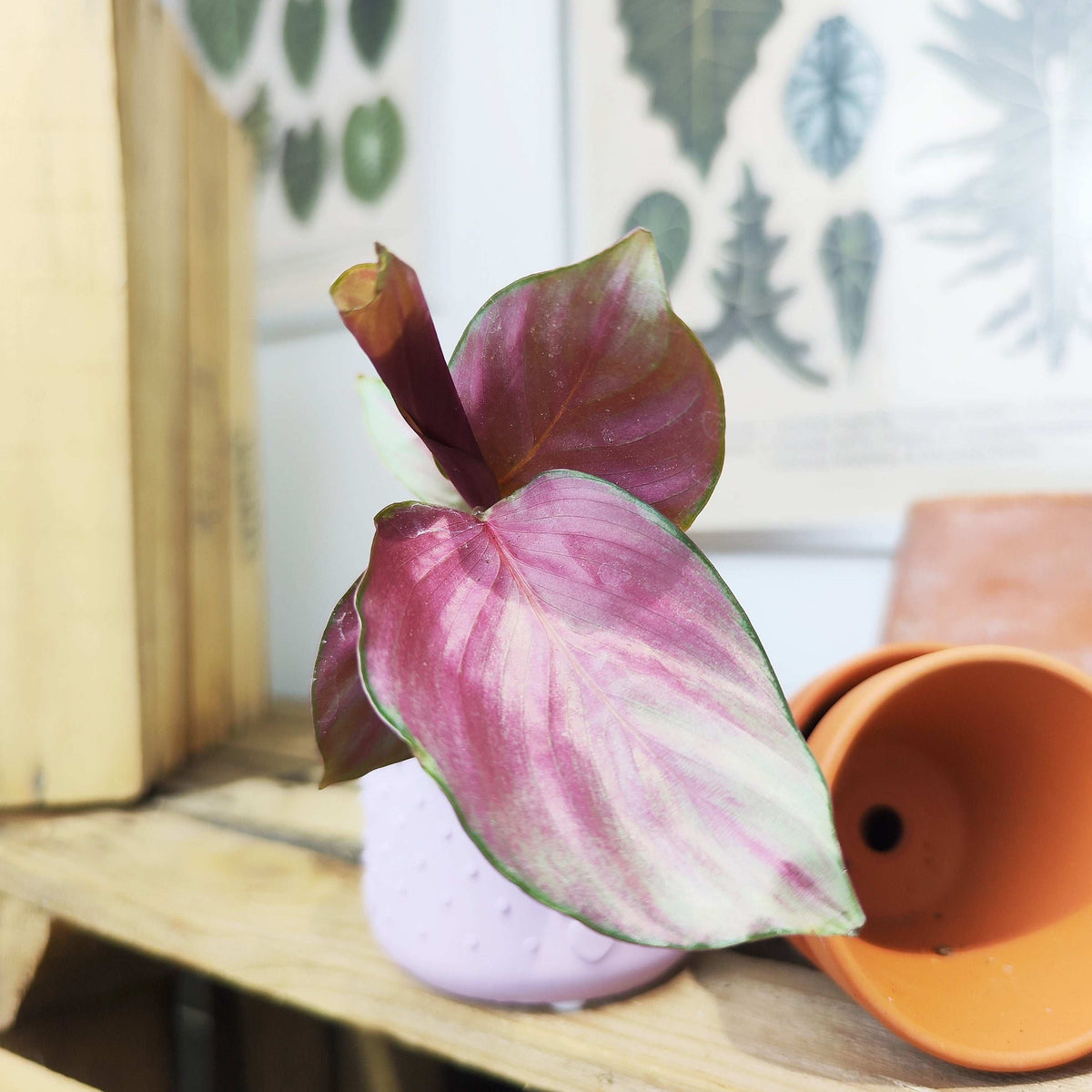 Calathea Silver Plate