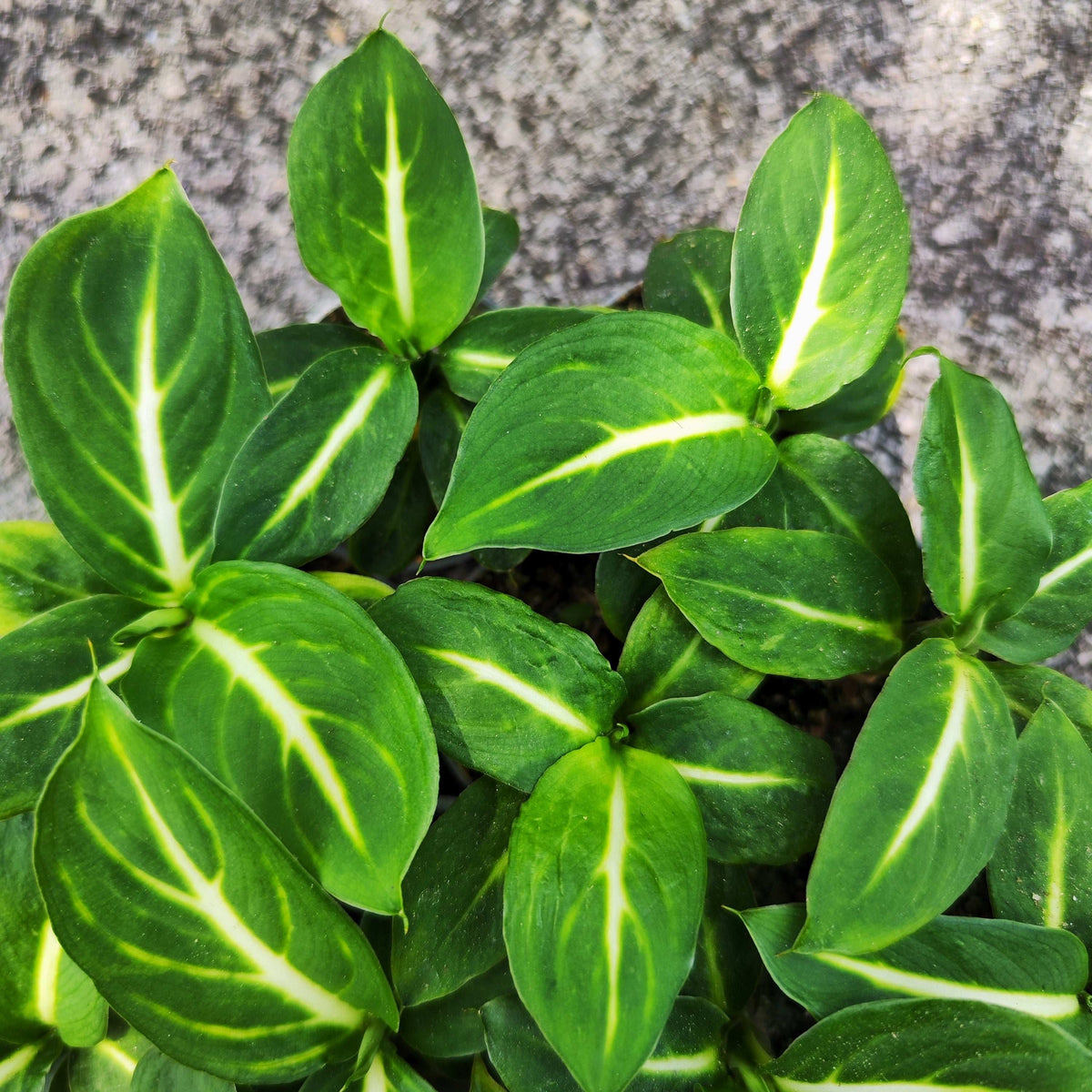 Dieffenbachia sterling