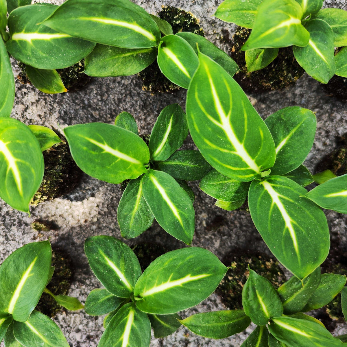 Dieffenbachia sterling