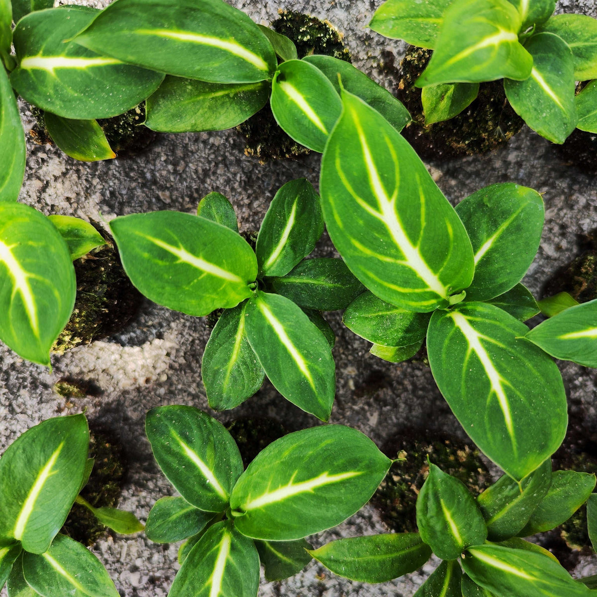 Dieffenbachia sterling