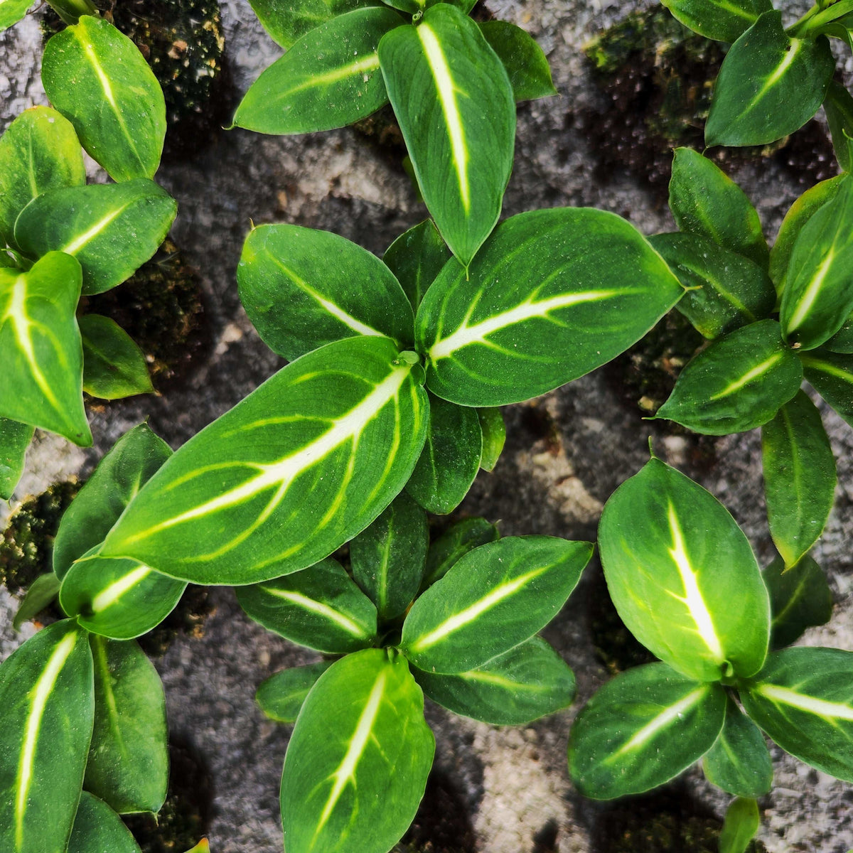 Dieffenbachia sterling