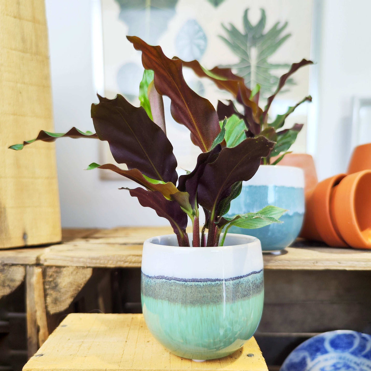 Calathea rufibarba