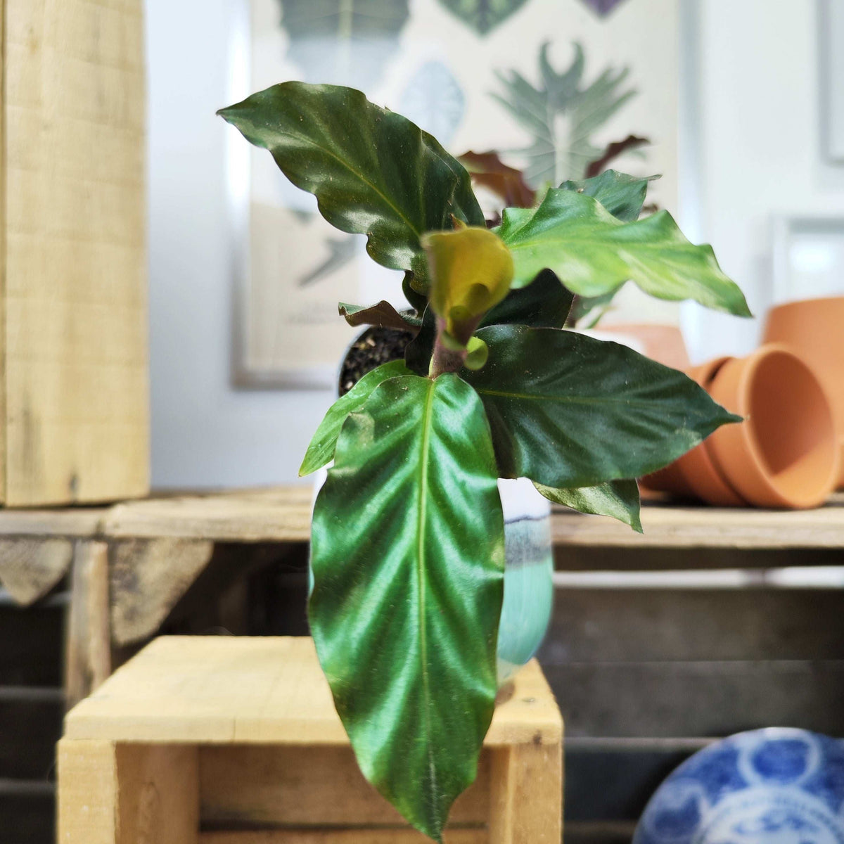 Calathea rufibarba