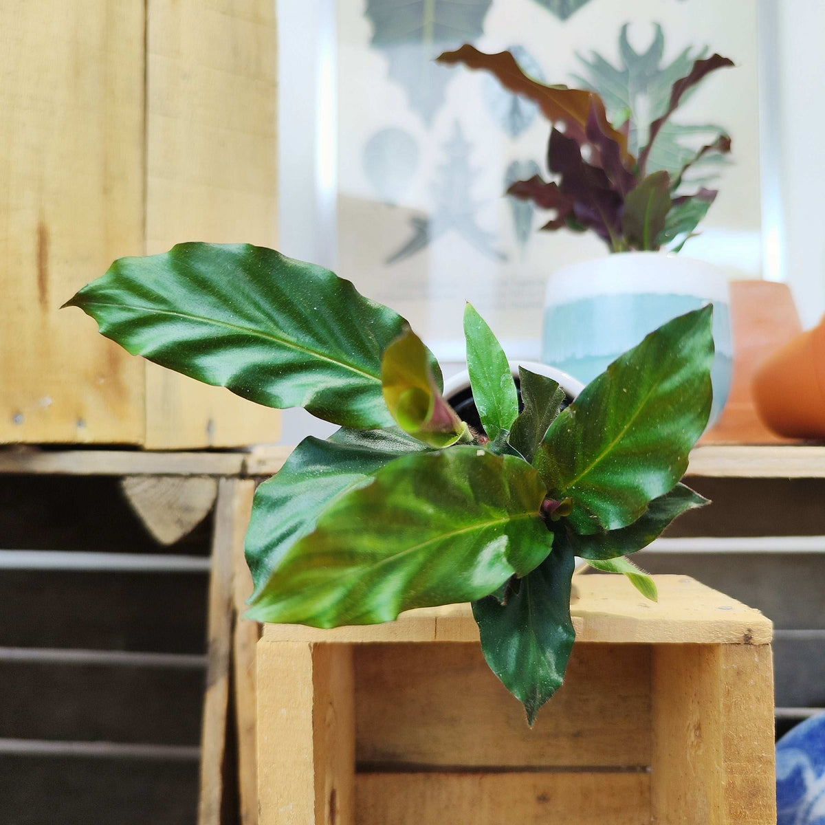 Calathea rufibarba