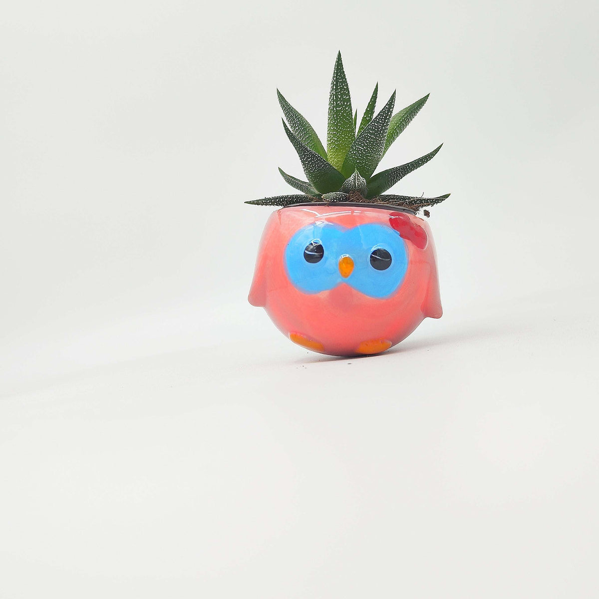 Ma première plante – Haworthia 🦓 en pot rigolo pour enfants 🌱