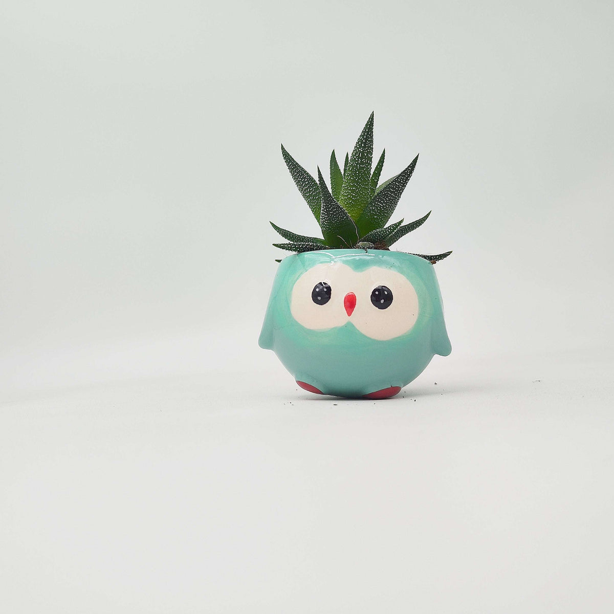 Ma première plante – Haworthia 🦓 en pot rigolo pour enfants 🌱