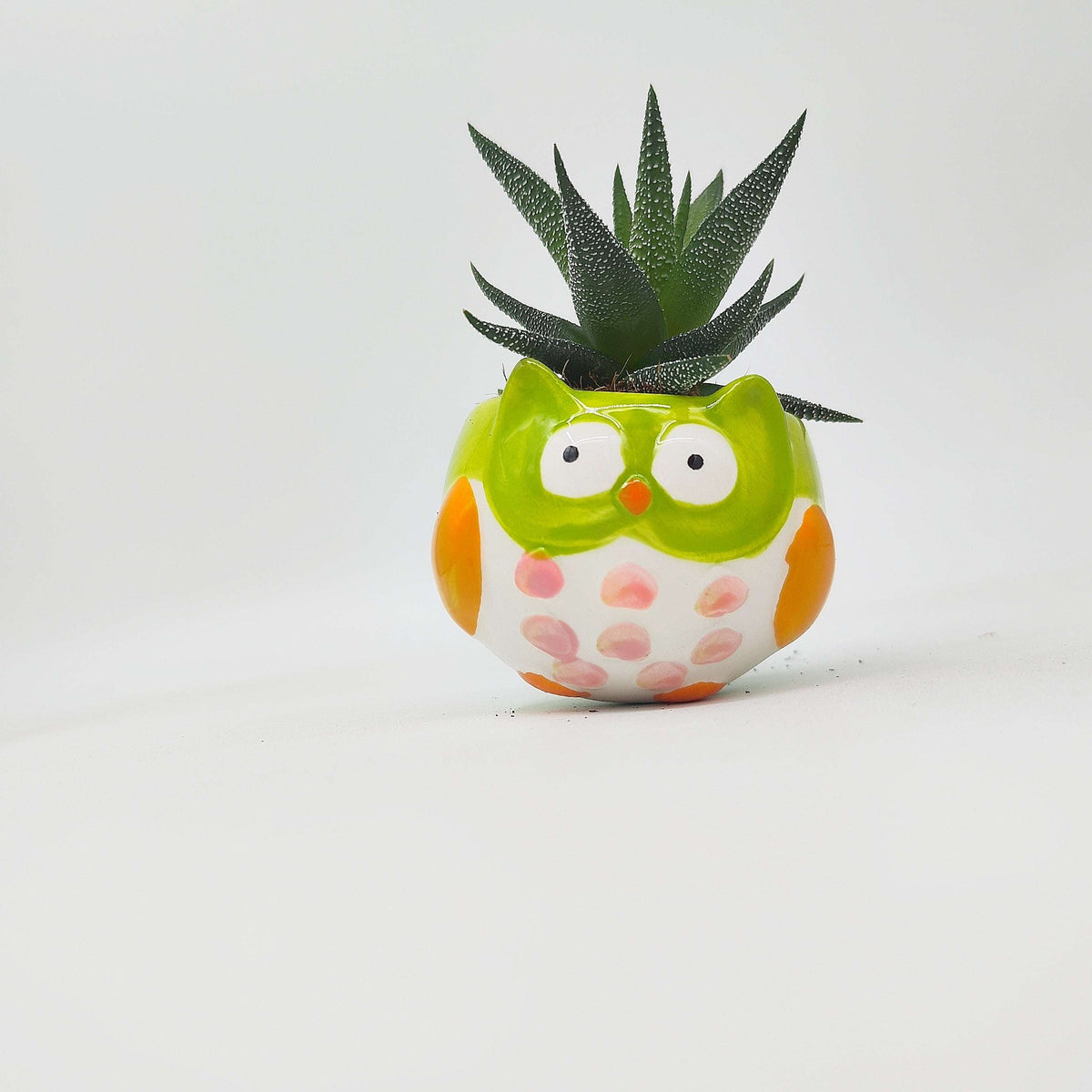 Ma première plante – Haworthia 🦓 en pot rigolo pour enfants 🌱