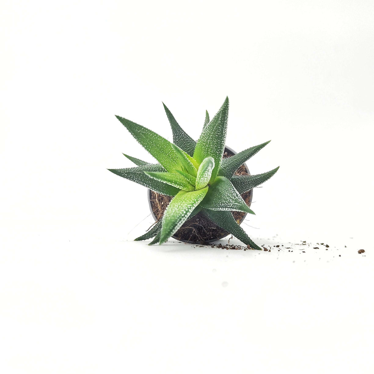 Ma première plante – Haworthia 🦓 en pot rigolo pour enfants 🌱