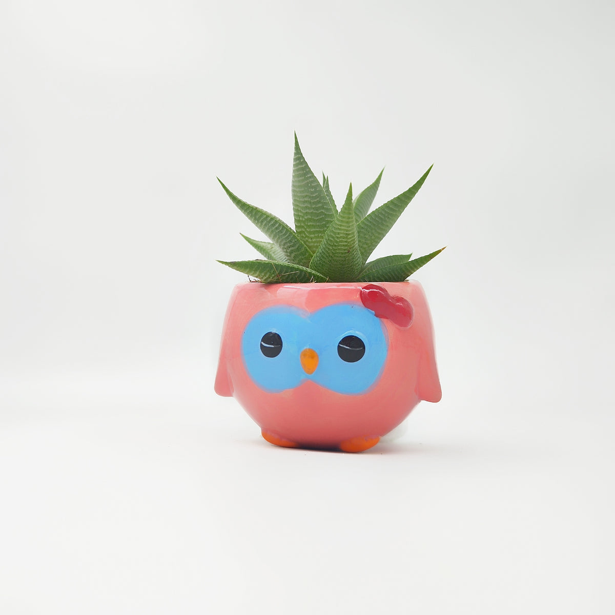 Ma première plante - monjungle