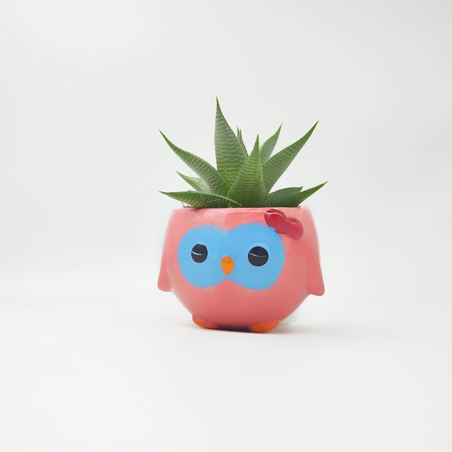 Ma première plante – Haworthia 🦓 en pot rigolo pour enfants 🌱