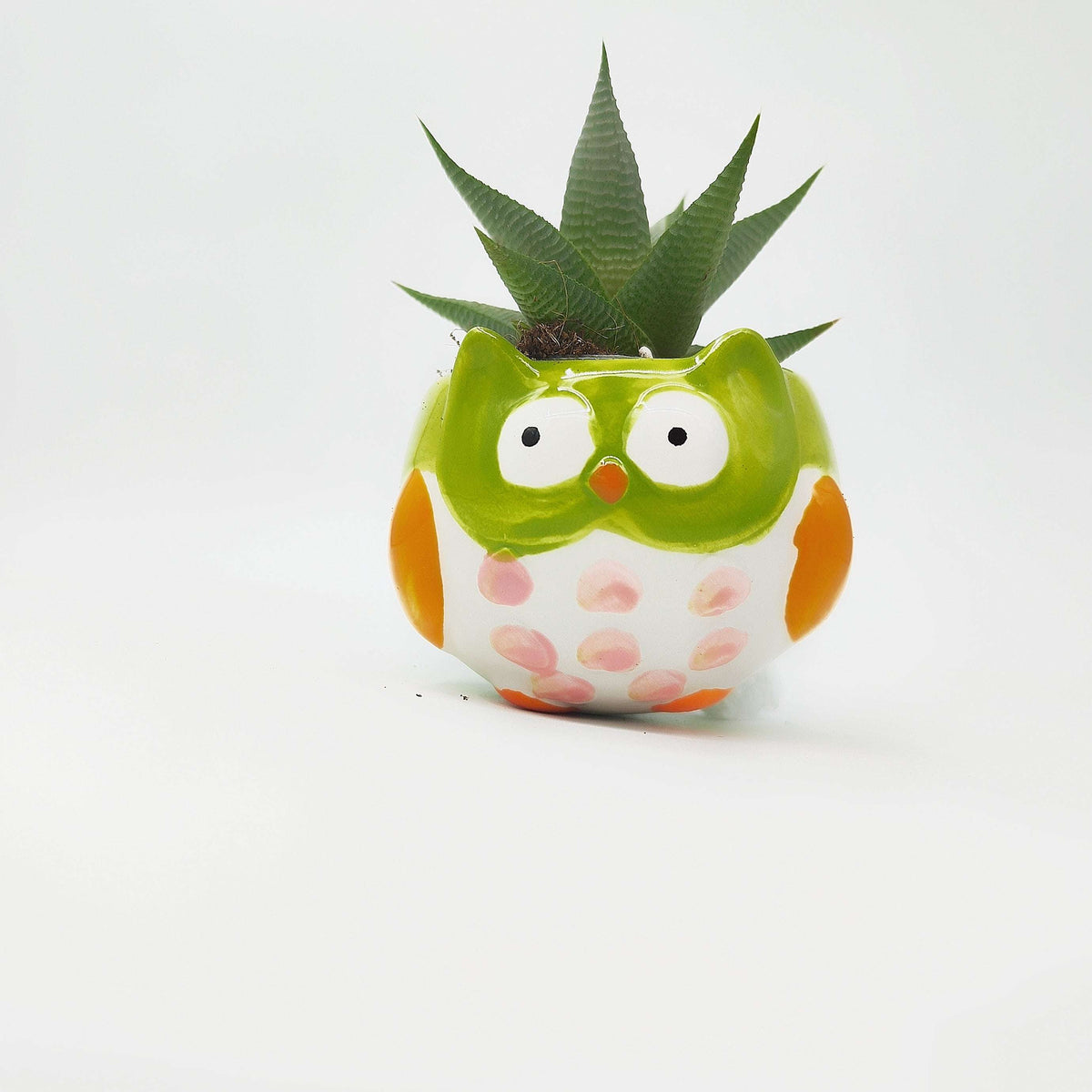 Ma première plante – Haworthia 🦓 en pot rigolo pour enfants 🌱