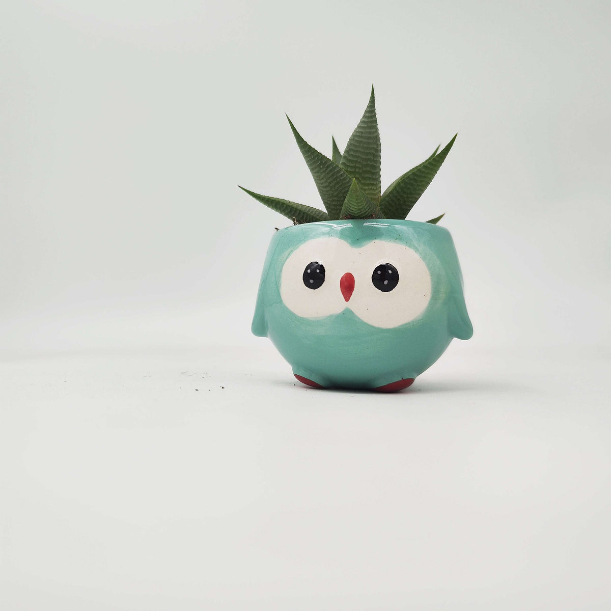 Ma première plante