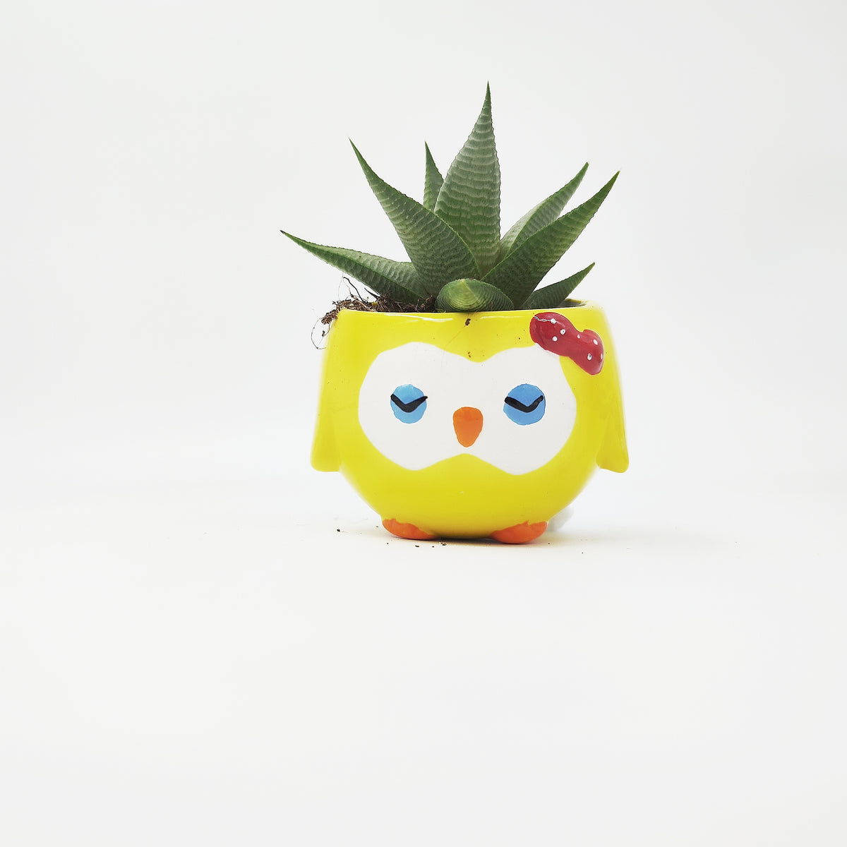 Ma première plante - monjungle