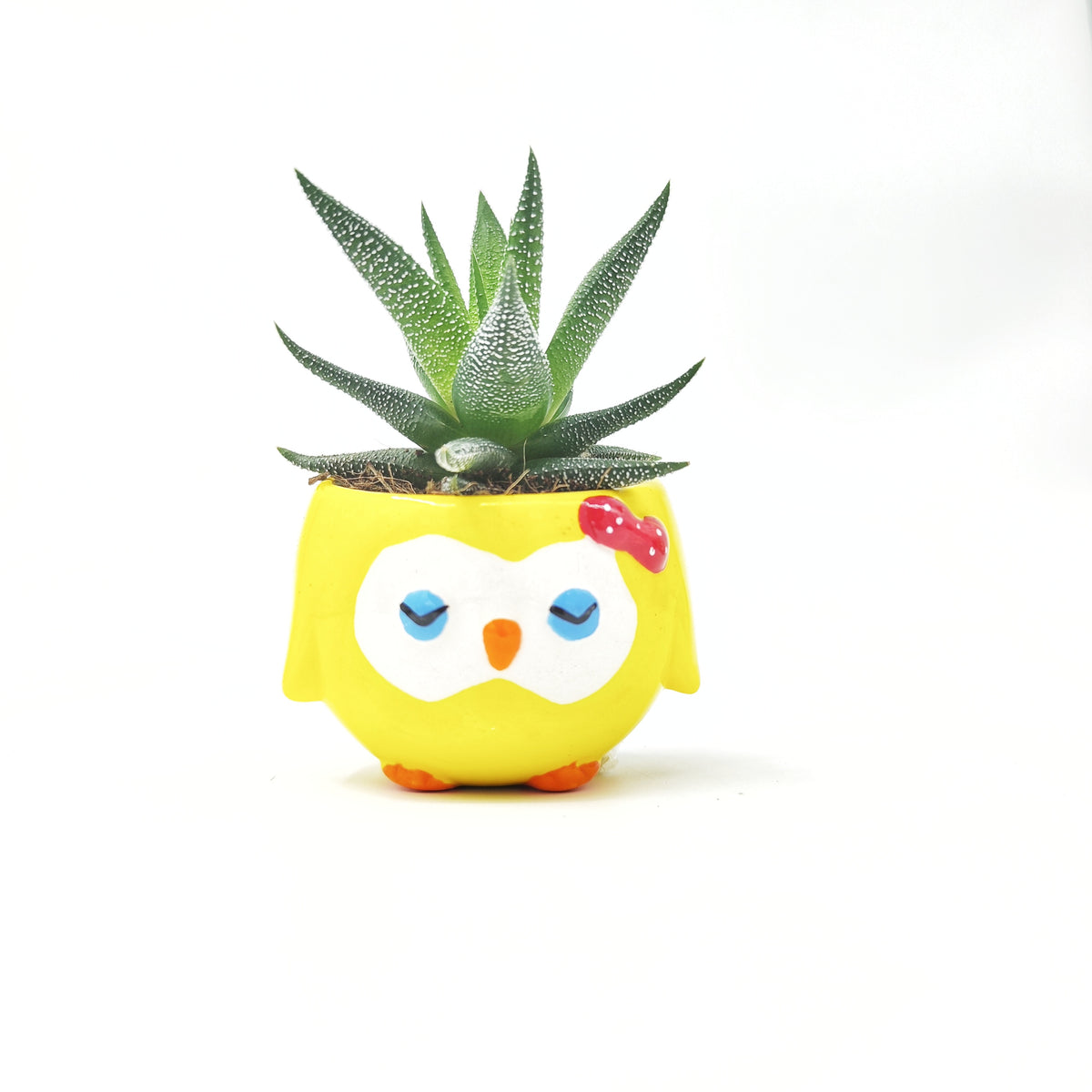 Ma première plante - monjungle