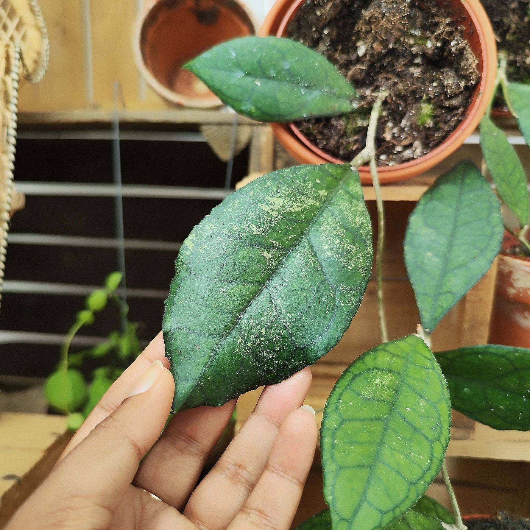 Hoya finlaysonii "Sarawak"