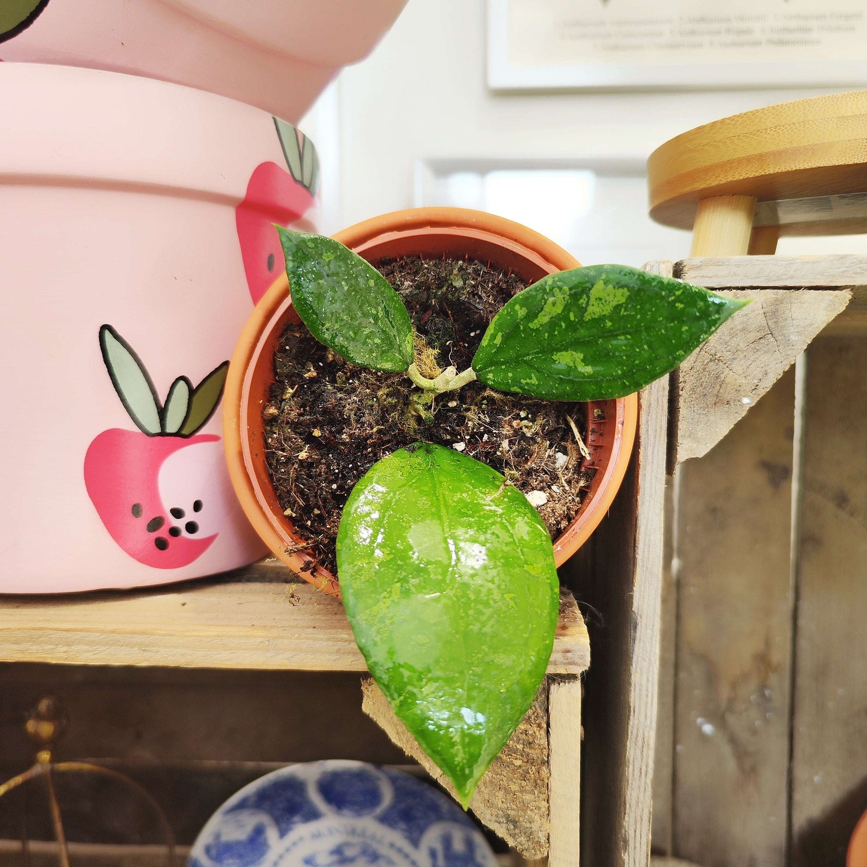 Hoya sp. Aff. Vitellina