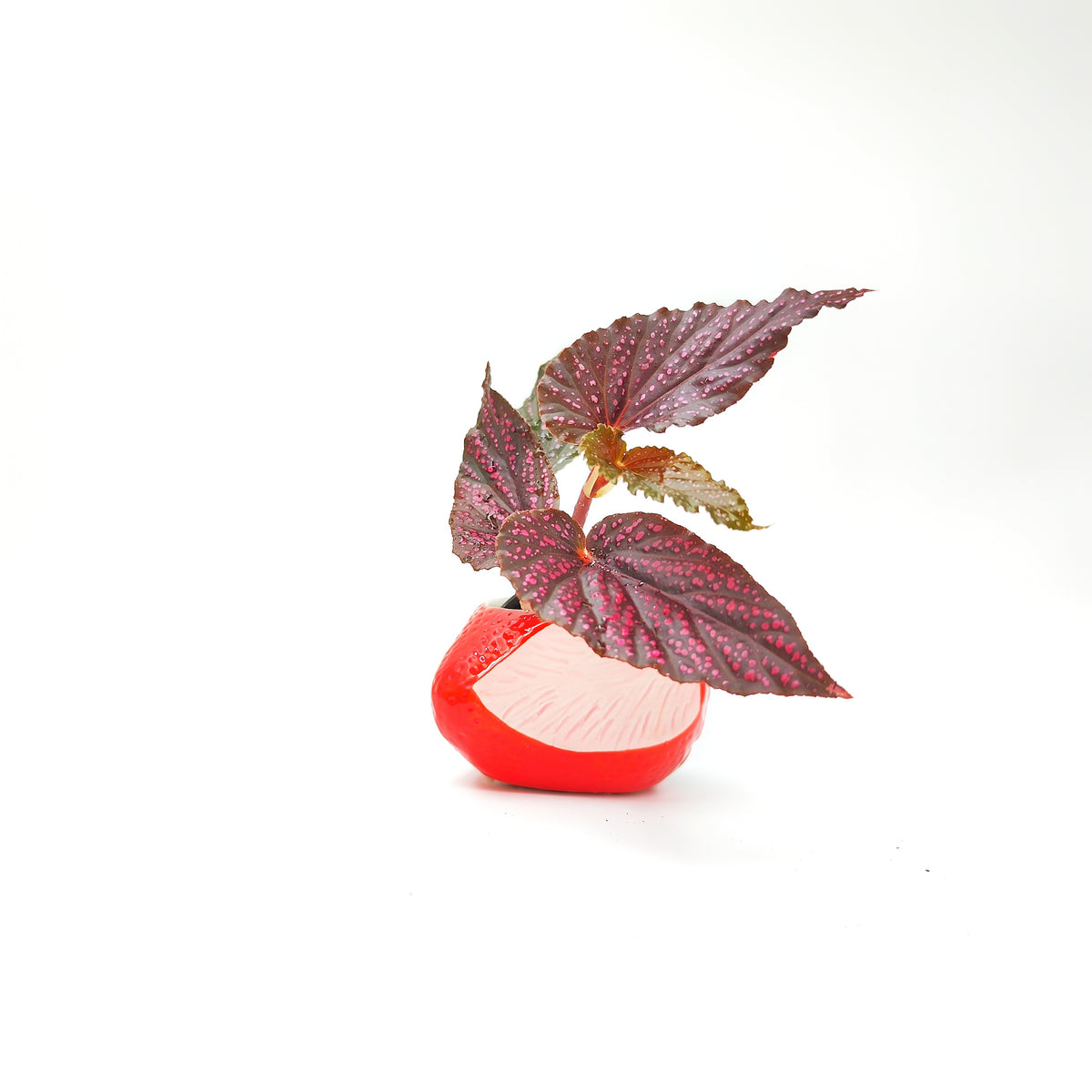 Cache Pot Fraise - monjungle