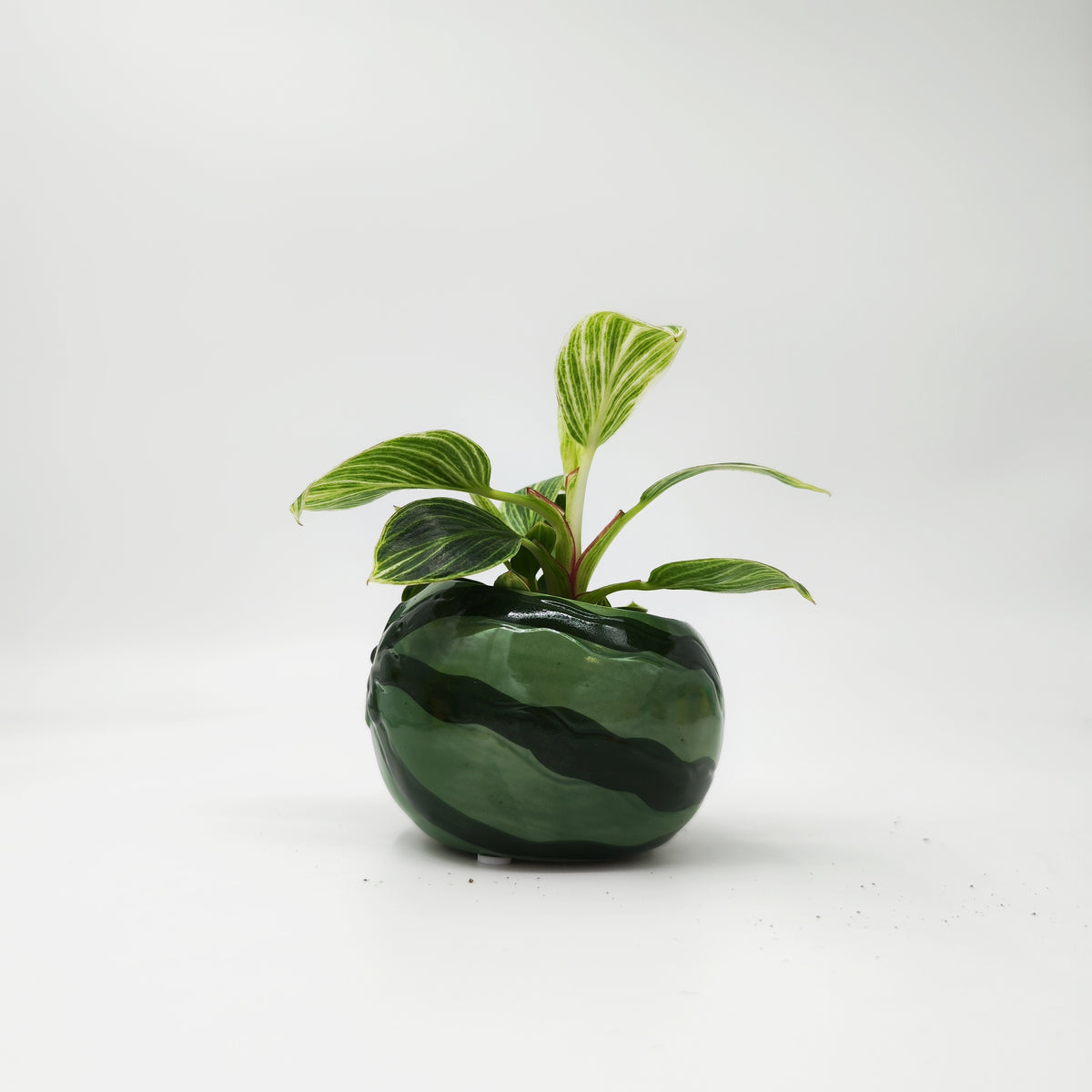 Cache Pot Pastèque - monjungle
