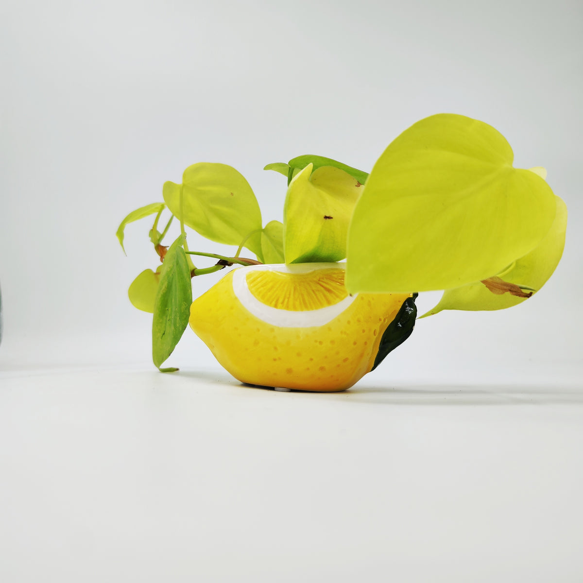 Cache Pot Citron - monjungle
