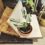 Rhaphidophora puberula Variegata – Liane tropicale panachée d’exception - monjungle
