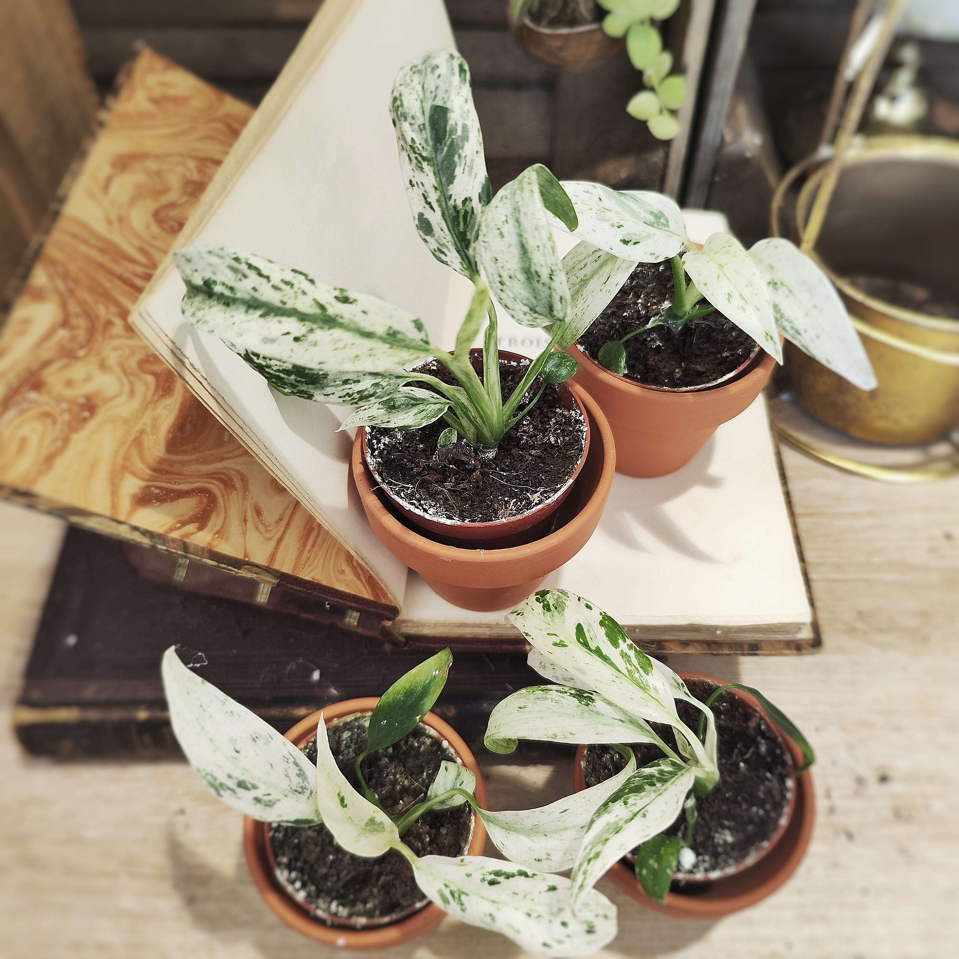 Rhaphidophora puberula Variegata - Rare variegated plant – Monjungle