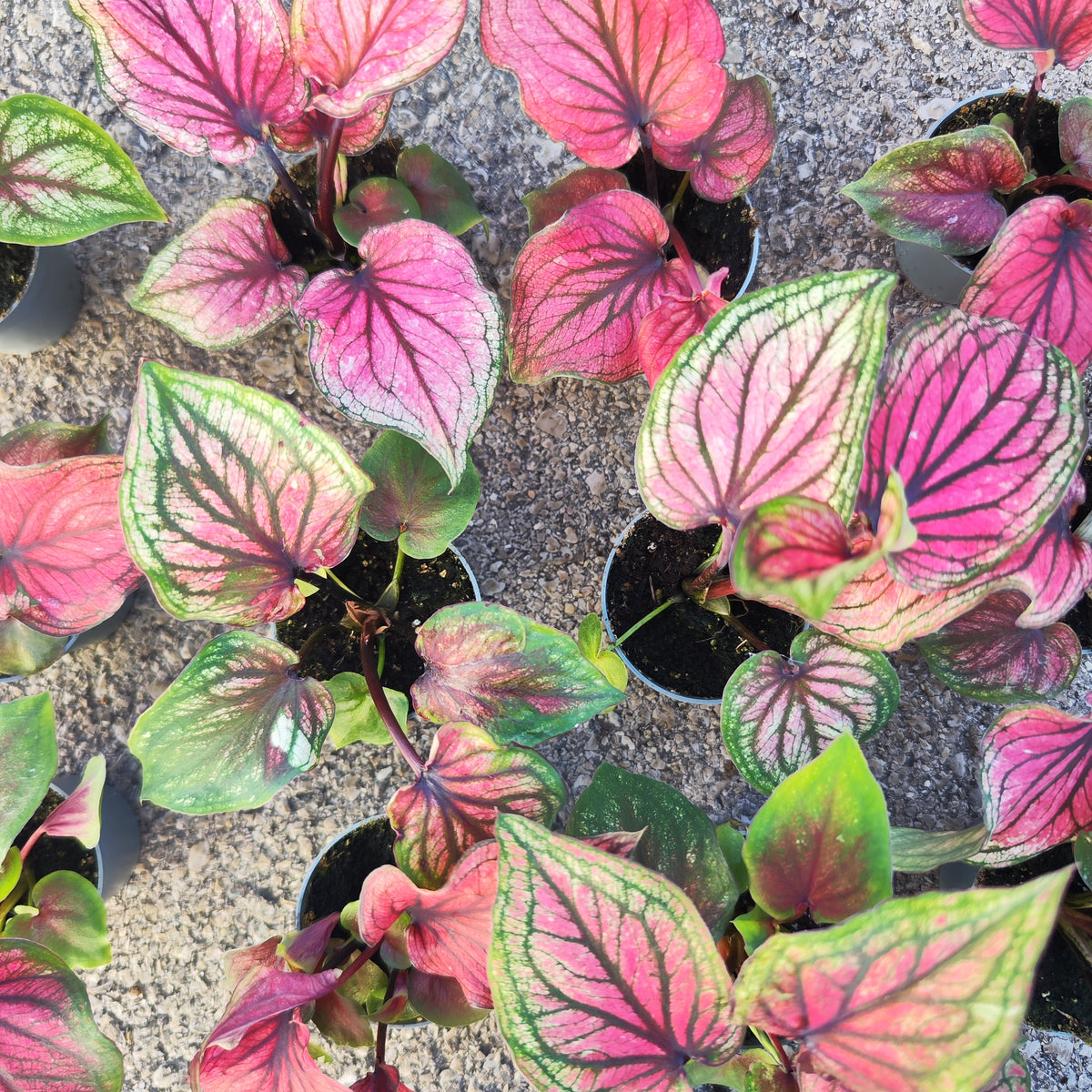 Caladium Lucia - monjungle