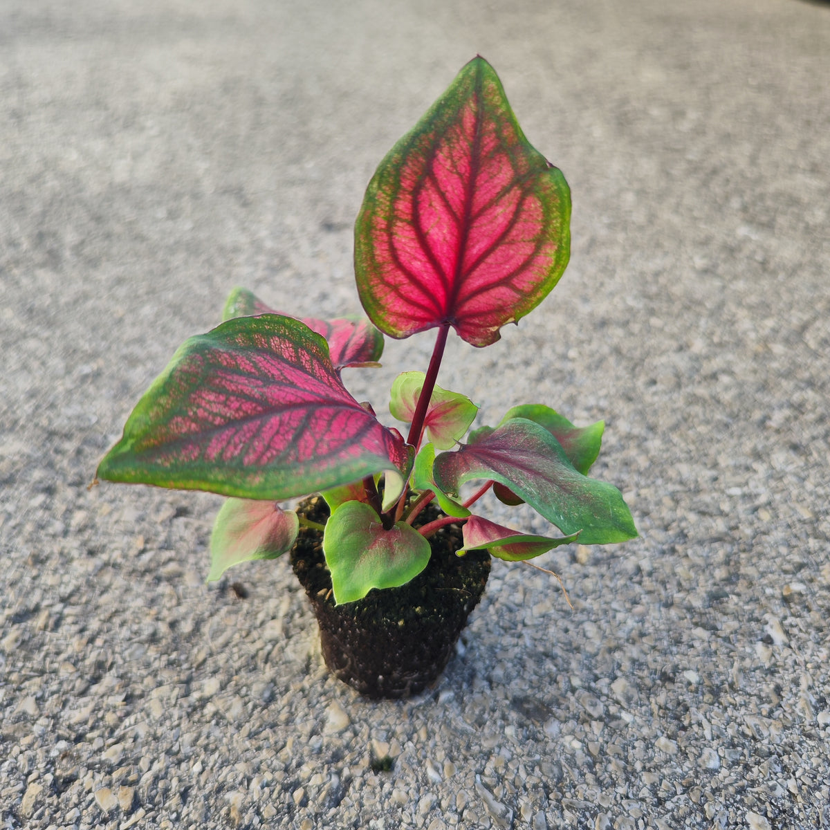 Caladium Lucia - monjungle
